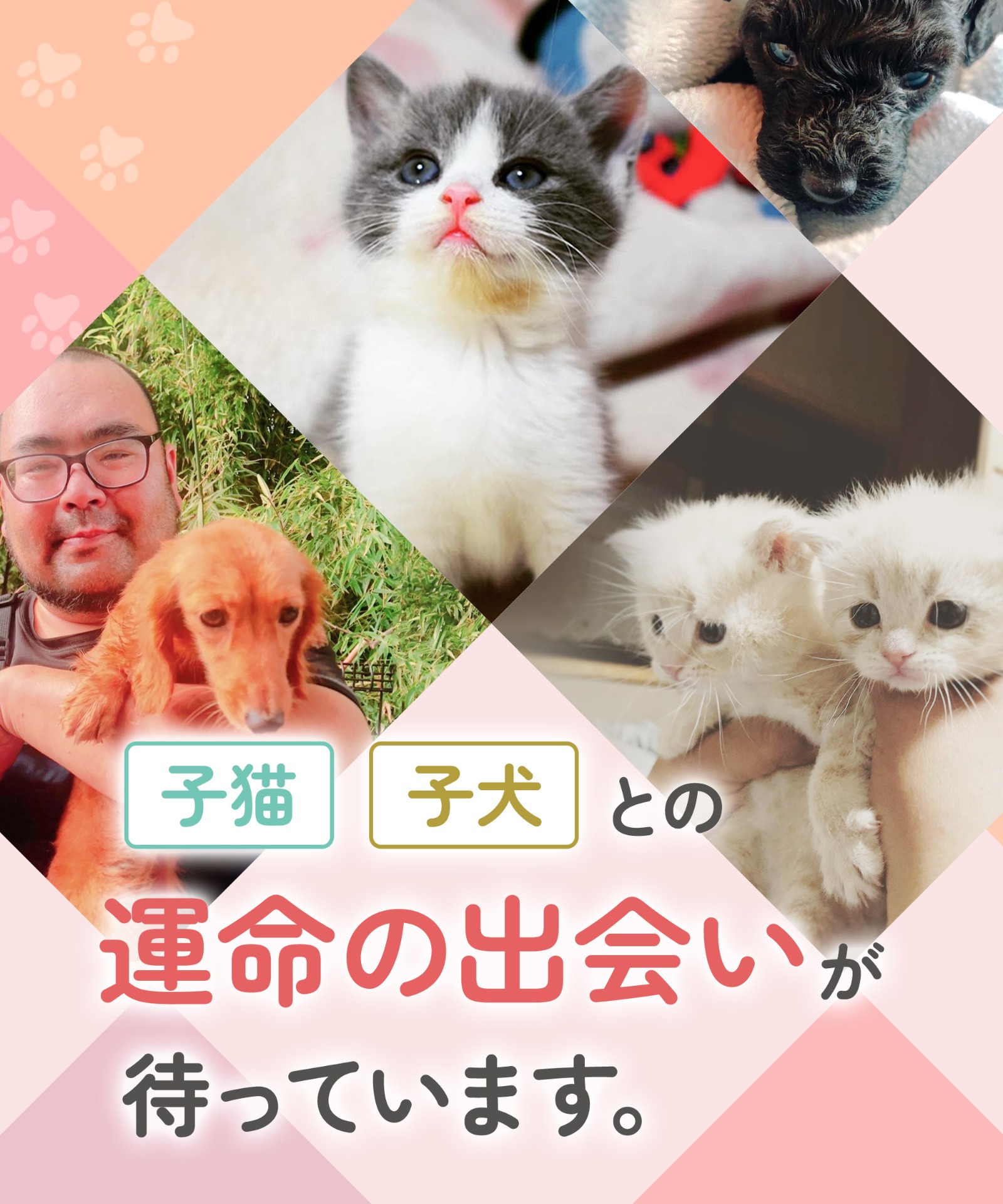 子猫・子犬との運命の出会いが待っています